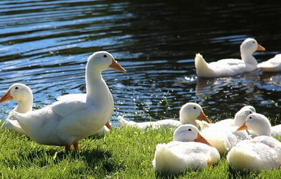 ducks-3764305_640